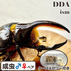 サタンオオカブト 成虫 ♂90〜94mm ペア プレゼント付き dda カブトムシ 生体
