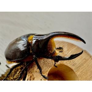 サタンオオカブト 成虫 ♂90〜94mm ペア...の詳細画像1