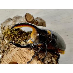 サタンオオカブト 成虫 ♂90〜94mm ペア...の詳細画像2