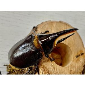 サタンオオカブト 成虫 ♂90〜94mm ペア...の詳細画像3