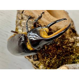 サタンオオカブト 成虫 ♂90〜94mm ペア...の詳細画像4