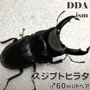 スジブトヒラタ 成虫 ♂60〜64mm ペア プレゼント付き dda クワガタ 生体 ヒラタクワガタ