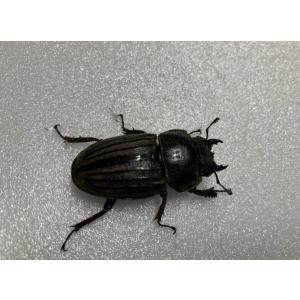 スジブトヒラタ 成虫 ♂60〜64mm ペア ...の詳細画像3