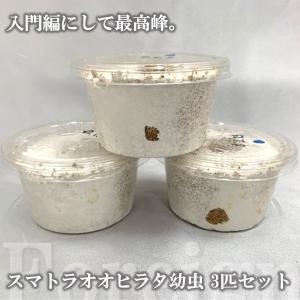 スマトラオオヒラタ 幼虫 3匹セット 菌糸カップ入り dda クワガタ 生体