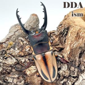 ファブリースノコギリ・タカクワイ 成虫 ♂75mmUP ペア プレゼント付き dda クワガタ 生体