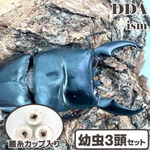 稀少 トラキクスヒラタ 1〜2令幼虫 3頭セット...の商品画像