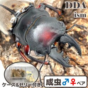 希少 O・ワーターストラッティ 成虫 ♂65mmUP ペア dda クワガタ 生体