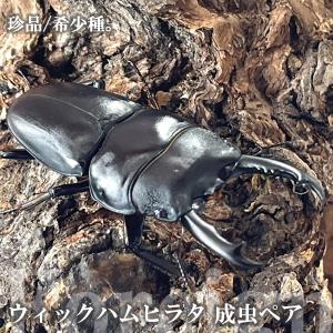 ウィックハムヒラタ 成虫 ♂45〜49mm ペア...の商品画像