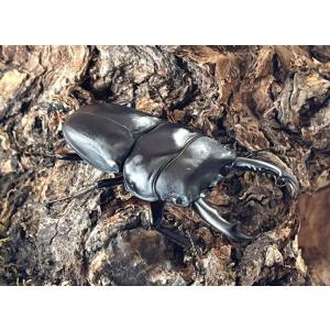 ウィックハムヒラタ 成虫 ♂45〜49mm ペ...の詳細画像1