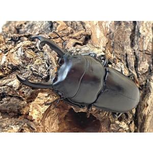ウィックハムヒラタ 成虫 ♂45〜49mm ペ...の詳細画像4