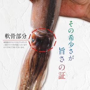お刺身 いか軟骨 500g するめいか マツイ...の詳細画像1