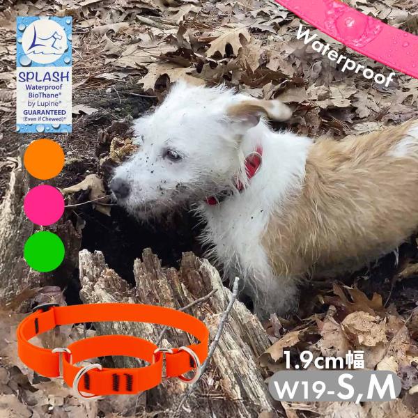 小型犬 中型犬 首輪 防水 ハーフチョーク ルパイン スプラッシュ マーチンゲルカラー 1.9cm幅...