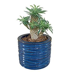 花のギフト社 ユーフォルビア パイナップルコーン 蘇鉄麒麟 ソテツキリン ミニ観葉植物 ソテツ鉢植え の最安値 価格比較 送料無料検索 Yahoo ショッピング