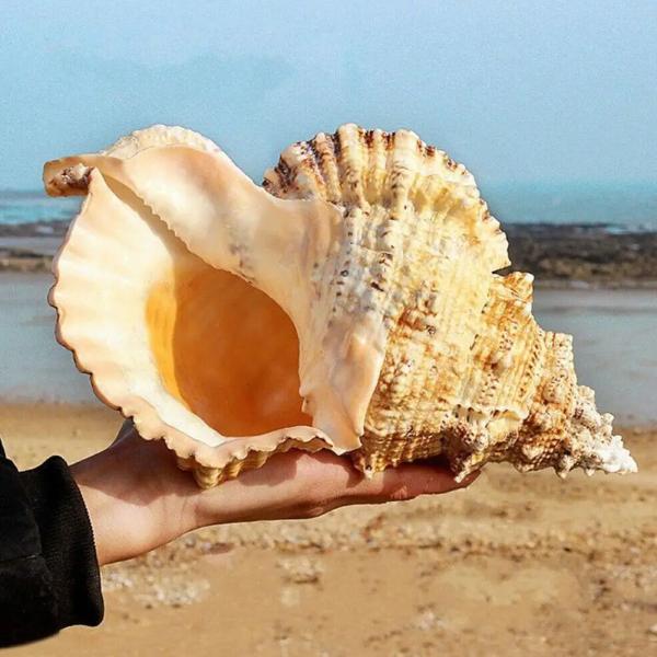 巻貝 貝殻 法螺貝 貝 海 飾 約22-24cm ビッグ り オーナメント おしゃれ クリエイティブ...