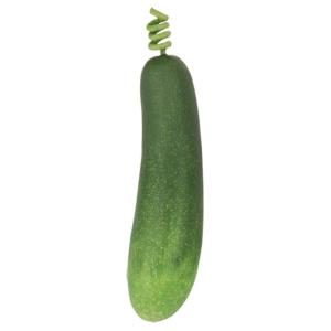 ズッキーニ VF1212  食品サンプル フェイクフード ディスプレイ