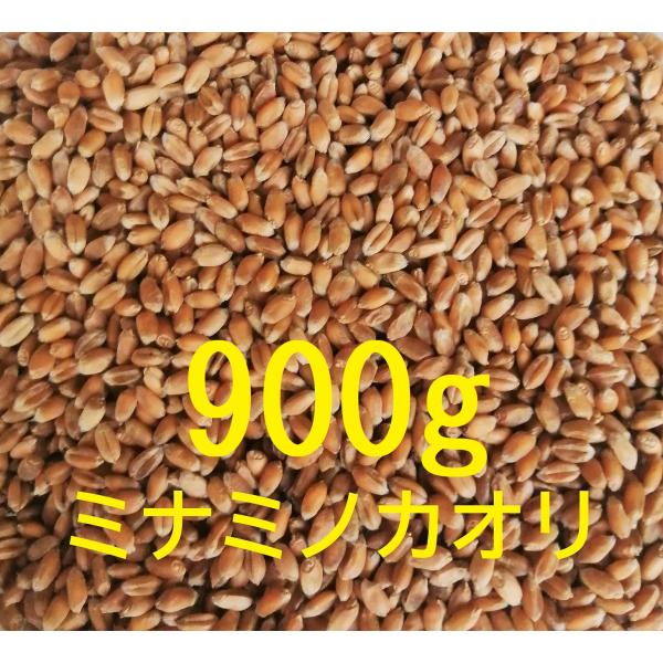 令和5年産 パン用小麦「ミナミノカオリ」(粒 丸麦 玄麦) 900g 農薬不使用 化学肥料不使用 常...