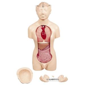 人体解剖模型の商品画像
