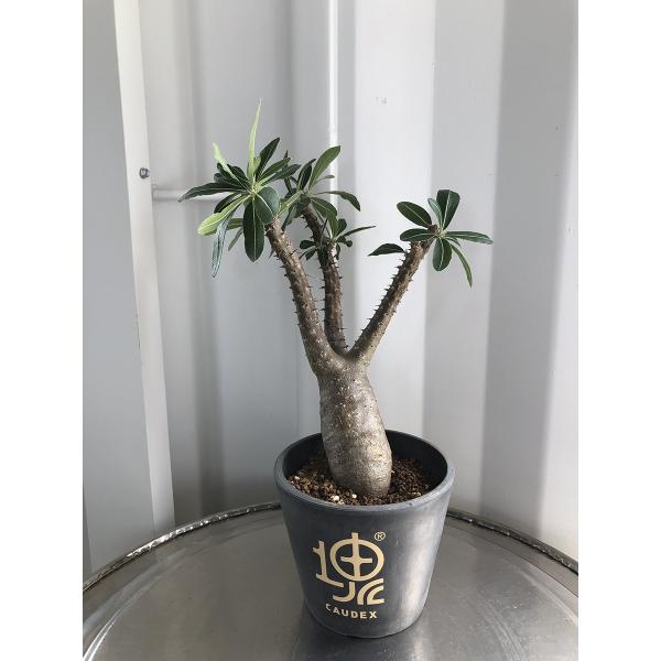 Pachypodium cactipes1