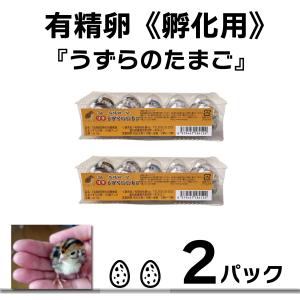 [うずらや]有精卵 孵化用 豊橋産 日本うずらの...の商品画像