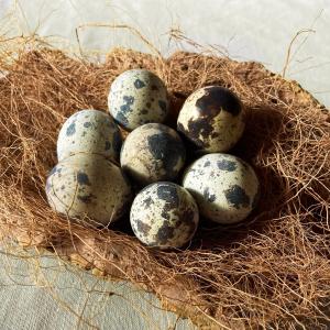 有精卵 孵化用 豊橋産 日本うずらの卵 10個...の詳細画像2