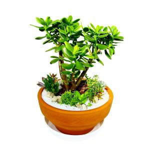 観葉植物 インテリア 人気 ギフト プレゼント リビング おしゃれ 鉢 鉢植え 通販 テラコッタ鉢 金のなる木 多肉サークル (多肉お任せ)｜delight-base