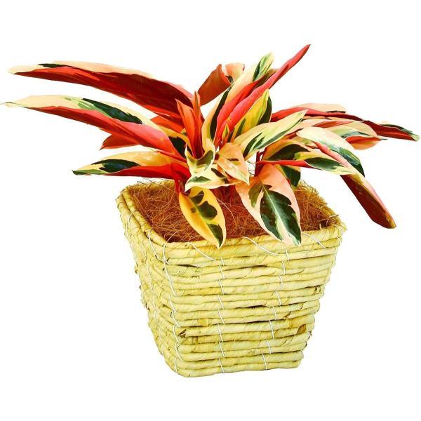 観葉植物 インテリア 人気 ギフト プレゼント リビング おしゃれ 鉢 鉢植え 通販  ストロマンテ...