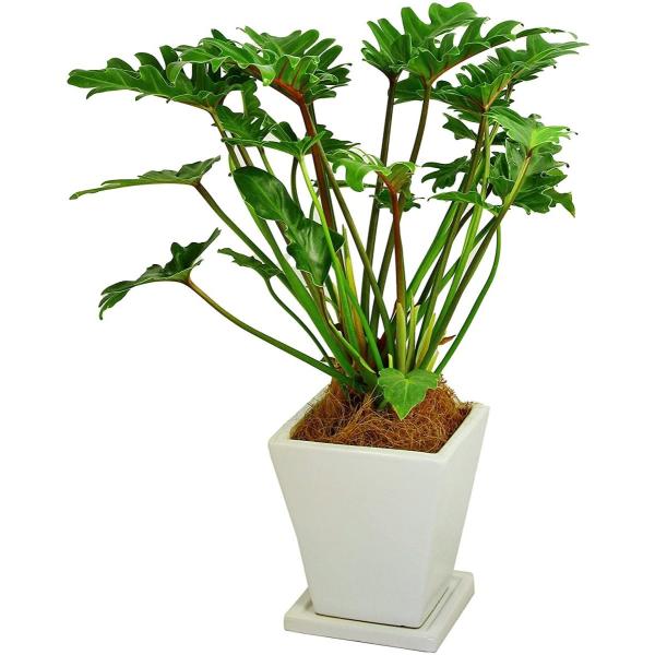 観葉植物 インテリア 人気 ギフト プレゼント リビング おしゃれ 鉢 鉢植え 通販  クッカバラ ...