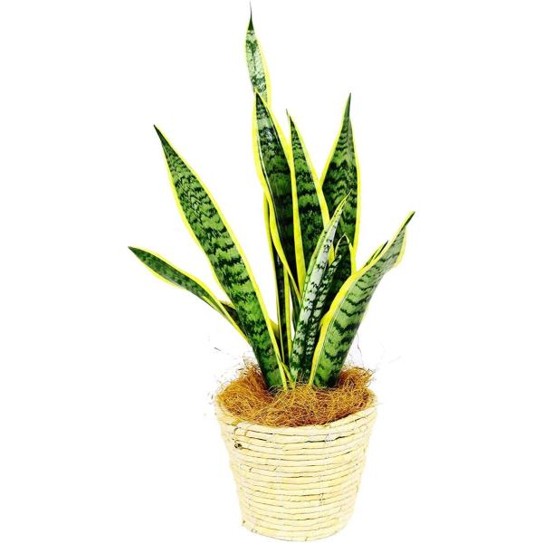 観葉植物 インテリア 人気 ギフト プレゼント リビング おしゃれ 鉢 鉢植え 通販  サンセベリア...