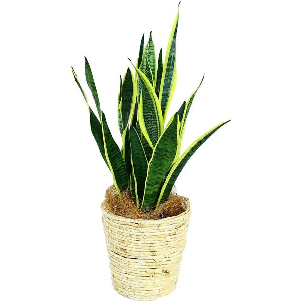 観葉植物 インテリア 人気 ギフト プレゼント リビング おしゃれ 鉢 鉢植え 通販  サンセベリア...