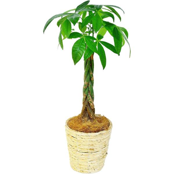 観葉植物 インテリア 人気 ギフト プレゼント リビング おしゃれ 鉢 鉢植え 通販  パキラ 6号...