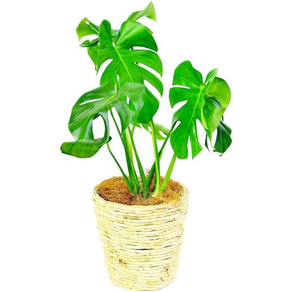 観葉植物 インテリア 人気 ギフト プレゼント リビング おしゃれ 鉢 鉢植え 通販  モンステラ ...