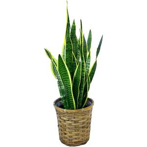 観葉植物 インテリア 人気 ギフト プレゼント リビング おしゃれ 鉢 鉢植え 通販  サンセベリア...