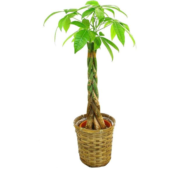 観葉植物 インテリア 人気 ギフト プレゼント リビング おしゃれ 鉢 鉢植え 通販  パキラ 6号...