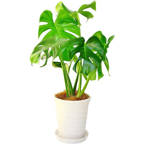 観葉植物 インテリア 人気 ギフト プレゼント リビング おしゃれ 鉢 鉢植え 通販  モンステラ ...