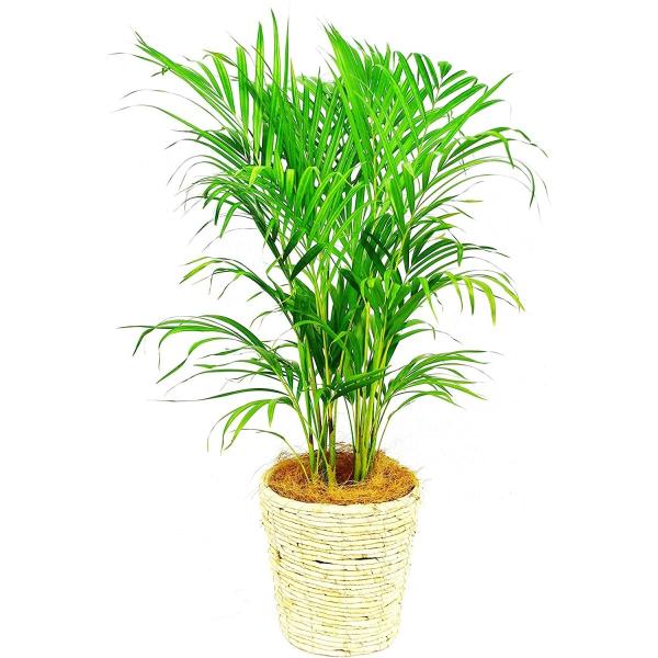 観葉植物 インテリア 人気 ギフト プレゼント リビング おしゃれ 鉢 鉢植え 通販  アレカヤシ ...