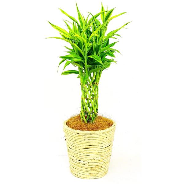 観葉植物 インテリア 人気 ギフト プレゼント リビング おしゃれ 鉢 鉢植え 通販  サンデリアー...