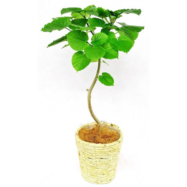 観葉植物 インテリア 人気 ギフト プレゼント リビング おしゃれ 鉢 鉢植え 通販  ウンベラータ...