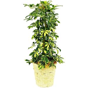 観葉植物 インテリア 人気 ギフト プレゼント リビング おしゃれ 鉢 鉢植え 通販  ホンコンカポ...