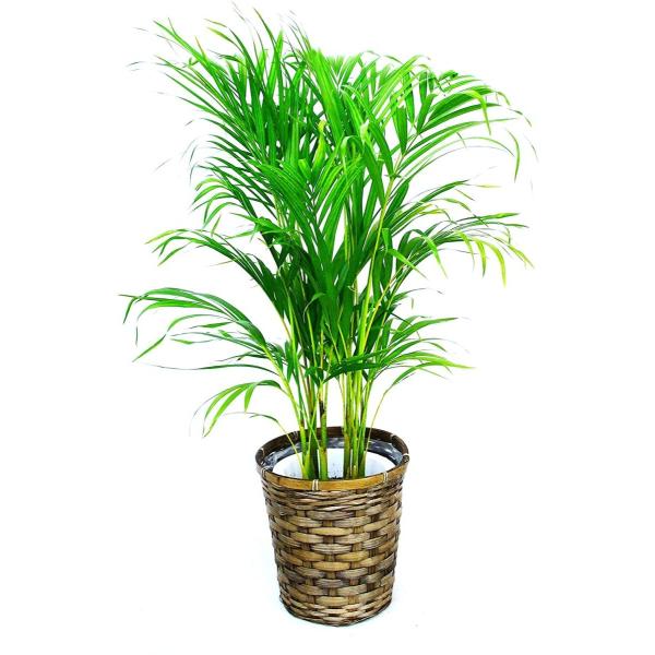 観葉植物 インテリア 人気 ギフト プレゼント リビング おしゃれ 鉢 鉢植え 通販  アレカヤシ ...