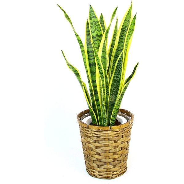 観葉植物 インテリア 人気 ギフト プレゼント リビング おしゃれ 鉢 鉢植え 通販  サンセベリア...