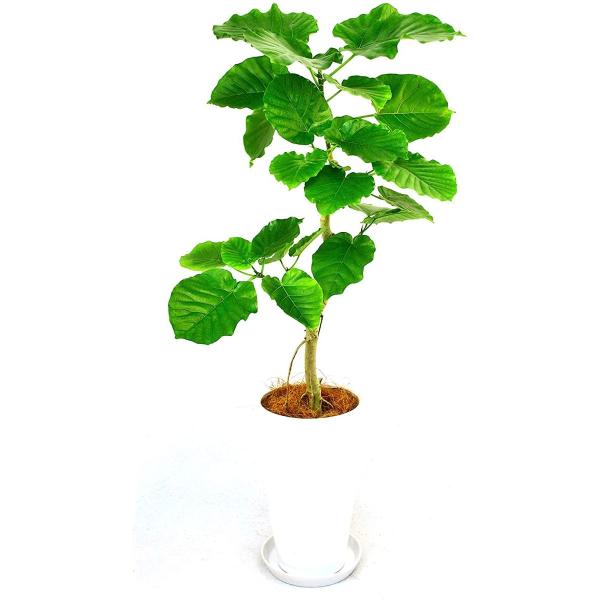 観葉植物 インテリア 人気 ギフト プレゼント リビング おしゃれ 鉢 鉢植え 通販  ウンベラータ...
