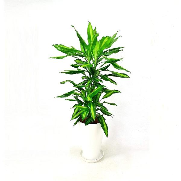 観葉植物 インテリア 人気 ギフト プレゼント リビング おしゃれ 鉢 鉢植え 通販  ドラセナ・ジ...