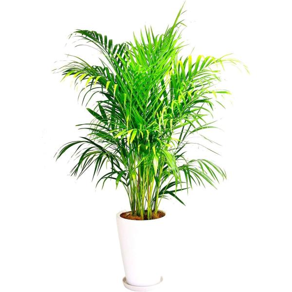 観葉植物 インテリア 人気 ギフト プレゼント リビング おしゃれ 鉢 鉢植え 通販  アレカヤシ ...