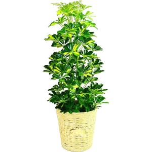 観葉植物 インテリア 人気 ギフト プレゼント リビング おしゃれ 鉢 鉢植え 通販  ホンコンカポック 8号鉢 白バスケット