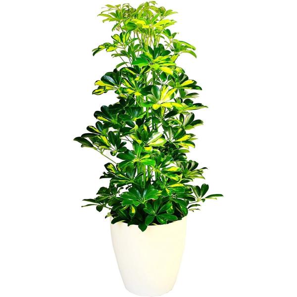 観葉植物 インテリア 人気 ギフト プレゼント リビング おしゃれ 鉢 鉢植え 通販  ホンコンカポ...