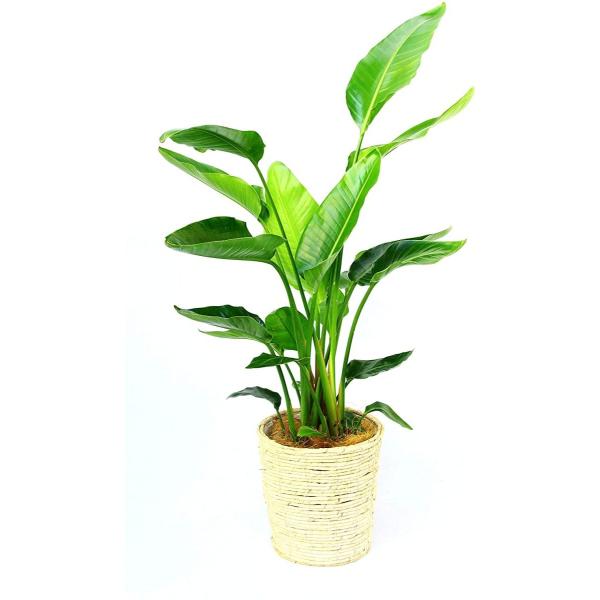 観葉植物 インテリア 人気 ギフト プレゼント リビング おしゃれ 鉢 鉢植え 通販  オーガスタ ...