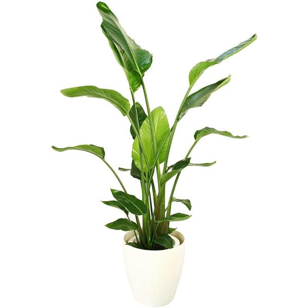 観葉植物 インテリア 人気 ギフト プレゼント リビング おしゃれ 鉢 鉢植え 通販  オーガスタ ...