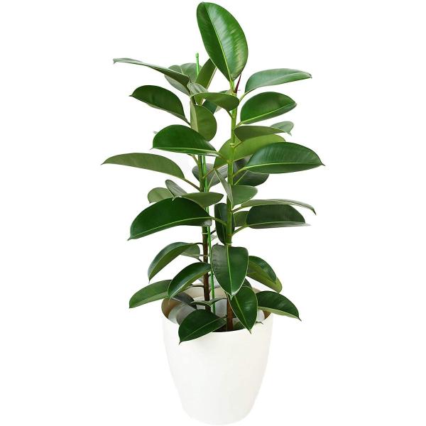 観葉植物 インテリア 人気 ギフト プレゼント リビング おしゃれ 鉢 鉢植え 通販  ゴムの木・ロ...