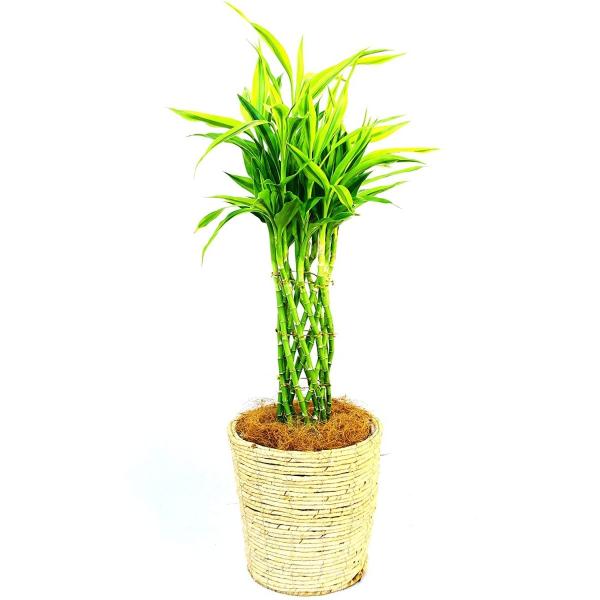 観葉植物 インテリア 人気 ギフト プレゼント リビング おしゃれ 鉢 鉢植え 通販  サンデリアー...