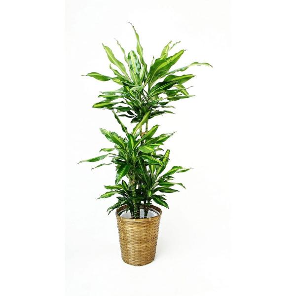 観葉植物 インテリア 人気 ギフト プレゼント リビング おしゃれ 鉢 鉢植え 通販  ドラセナ・ジ...